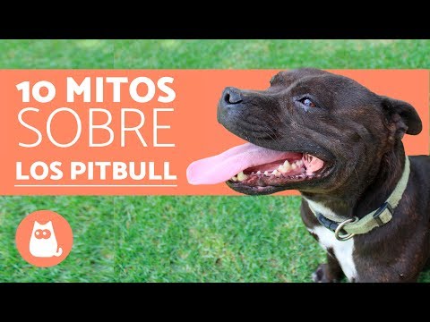 10 Myths About Pit Bulls - Fun Facts About Pit Bulls