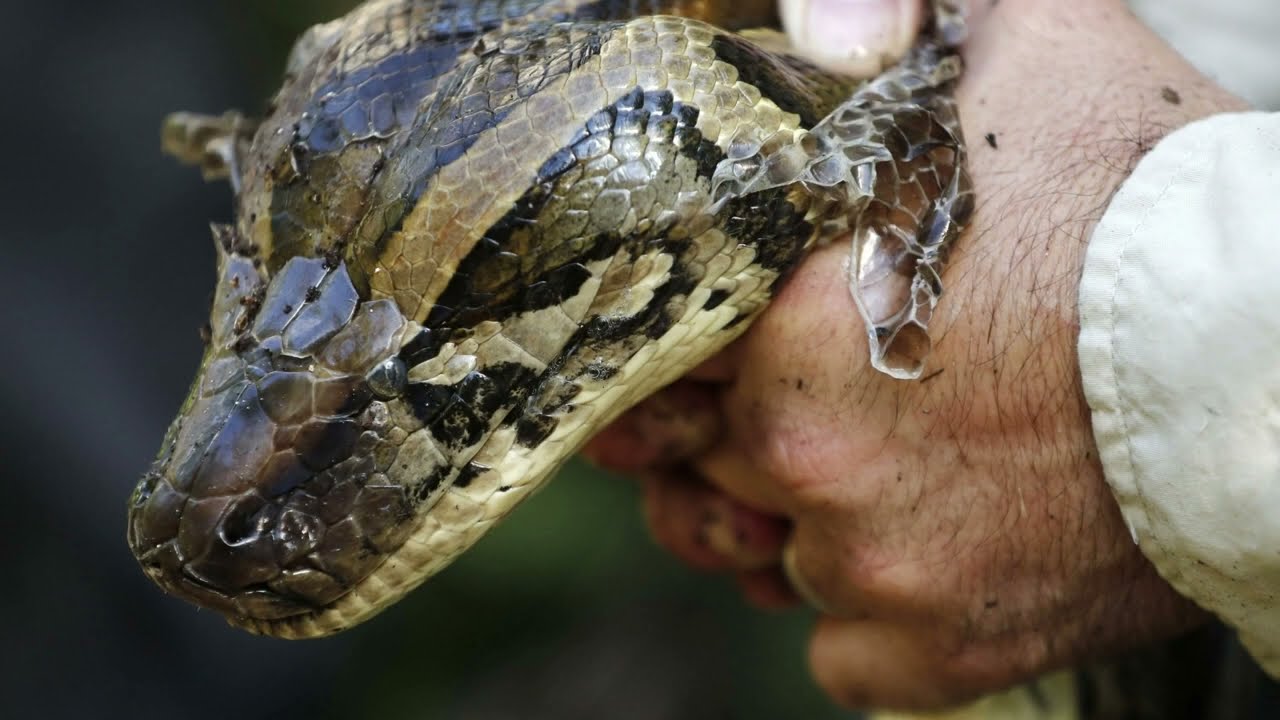 How dangerous are a Burmese python? Why are Burmese pythons a problem? What do Burmese pythons eat?