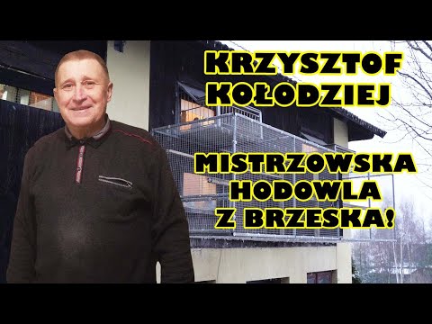 , title : 'Krzysztof Kołodziej - 0314 Brzesko | Hodowla oparta na jednej rodzinie! Mistrz Oddziału Brzesko!'