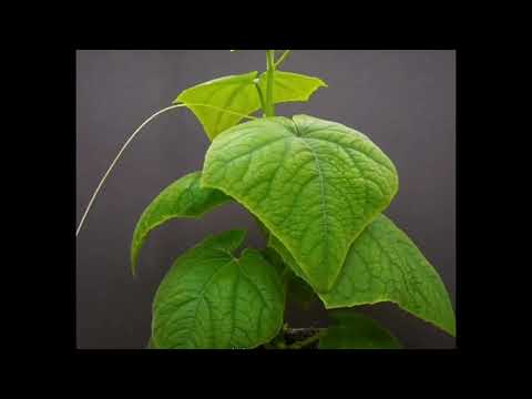 cucumber plant grow time lapse, Part-2, #timelapse #cucumber #cucumberflower #cucumberplant