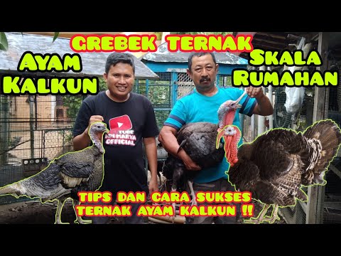 , title : 'Grebek Ternak Ayam Kalkun Rumahan || Cara dan Tips Ternak Ayam Kalkun !!'