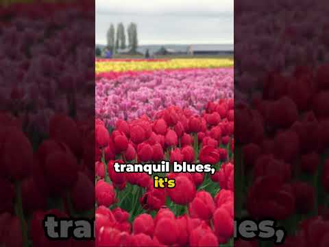 Skagit Valley - A Place that Don't Seem Real #shorts #trending #Washington