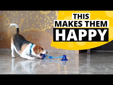 12 Secrets for Having a Happy Beagle