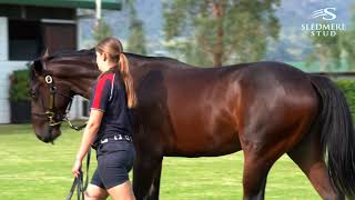 Almanzor - Fortunes Choice