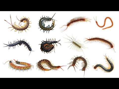 12 Species of Centipede | Different Types of Centipede