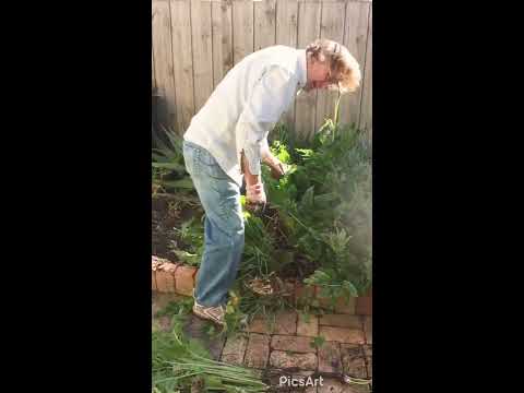 わさびの収穫と保存