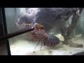 Can a Huge Mantis shrimp crack a glass aquarium ...