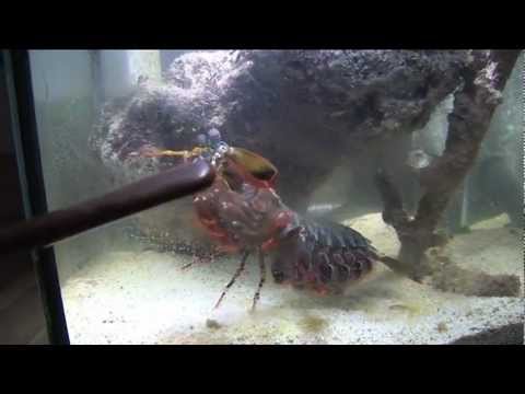 download lagu mp3 mp4 Mantis Shrimp Breaking Glass, download lagu Mantis Shrimp Breaking Glass gratis, unduh video klip Mantis Shrimp Breaking Glass