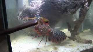 Can a Huge Mantis shrimp crack  a glass aquarium