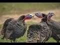 Dealing With Gobblers That Won T Come To Calls