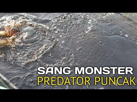 CASTING TOMAN KALIMANTAN SANG PREDATOR PUNCAK SUNGAI SEBANGAU