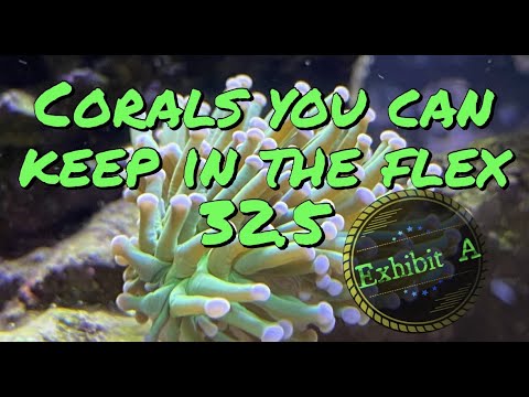 Corals you can keep in Fluval Flex 32 marine with Stock light