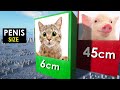 Comparison Animal Penis Size
