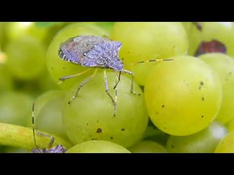 Újra itt a poloska invázió – Mit tehet ellene?