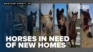 7 horses in need of a new home