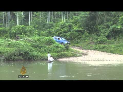 Illegal loggers plunder Peruvian Amazon