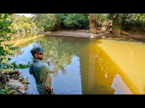 This Local River Bridge is FULL of FISH!! (Catch & Cook)