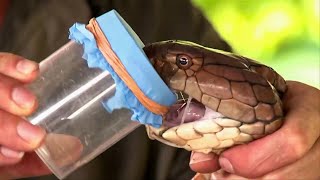 10 Most VENOMOUS Snakes In The World Today!