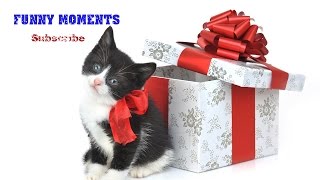 Getting a Kitten for Christmas Compilation 2014-2015 [HD]