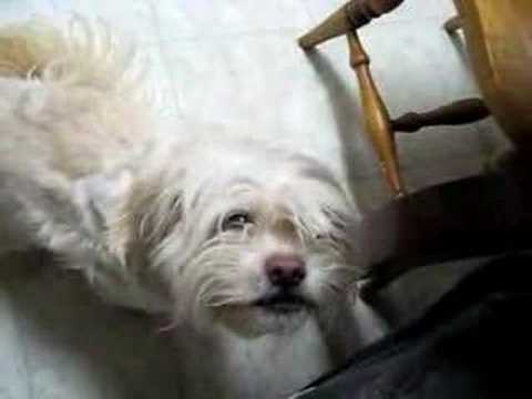 Hazel Sings for a Snack