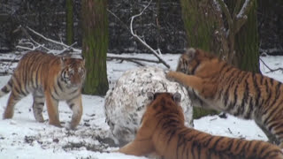 preview picture of video 'Tigers vs Snowmen!'