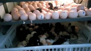 solar powered egg incubator