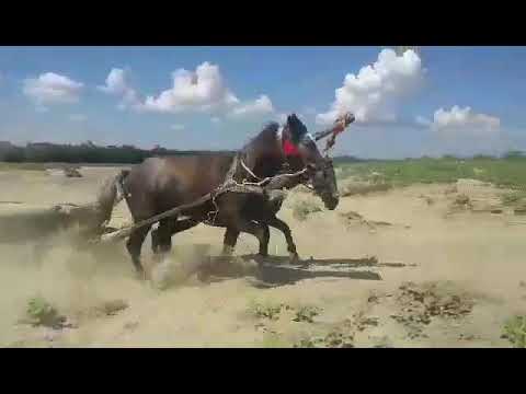 Buruienesti 💪💪💪2019💪💪💪