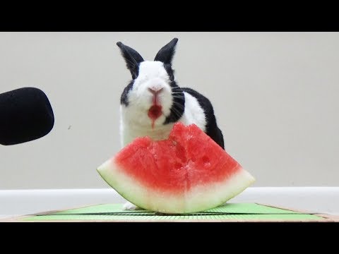 YouTube video about: Can rabbit eat raspberries?