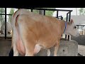 💎Thats Called #BREED #JERSEY . #ChopraDairyFarm #viral #Video #Trending #DairyFarm