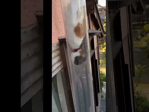 OMG🐇🦝🦢Be careful😂🤑🫣#funny video# shorts