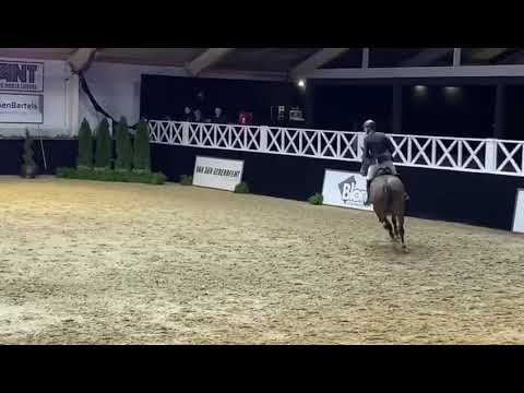 Chocolina FS (7yrs Comme il faut x Cordobes I) Peelbergen 1,30m