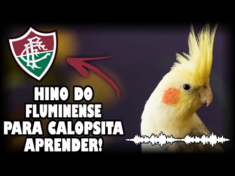 ASSOBIO CALOPSITA - HINO DO FLUMINENSE! (PARA ENSINAR CALOPSITA)