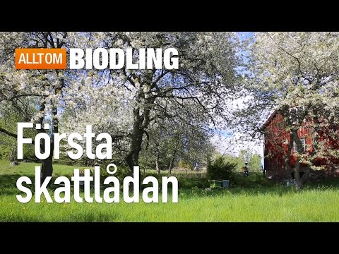 Första skattlådan - Biodling