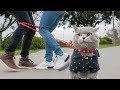 The Matchmaker von AaronsAnimals vor 2 J The Matchmaker von AaronsAnimals vor 2 J