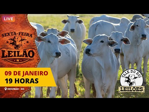 LEILAO VIRTUAL E PRESENCIAL VALE DO BOI LEILOES - INHUMAS GO -  13/01/2026