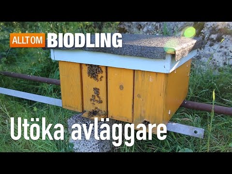 Utöka avläggare - Biodling