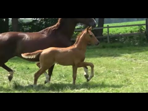 *2022 Stute von Kjento - Vivaldi (Weissena-Stamm) SOLD!!!