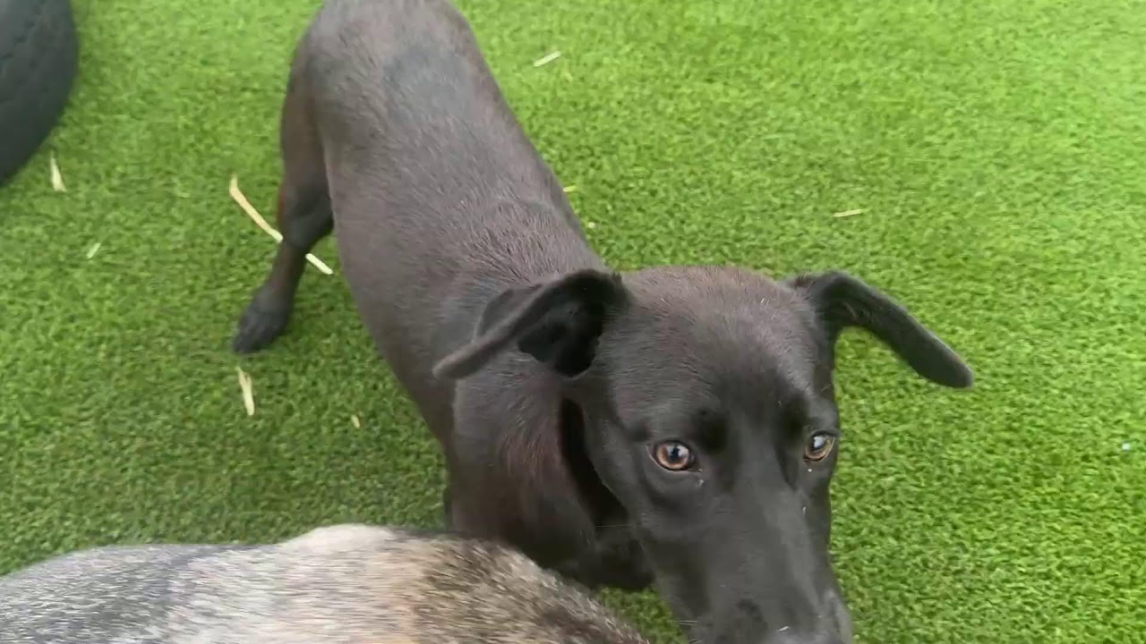 Boomer — The Last of the Glory Litter, a Adoptable mixed breed in St Augustine, FL video 6/6