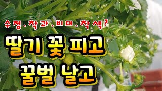 딸기꽃핍니다.연동.단동 정식일주일 차이의 생육을 비교해보세요. 정식.개화.수정.비대.착색기를 거치게됩니다.