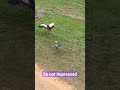 A Failed Mating Dance