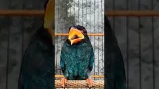 Download lagu MASTERAN JITU TENGKEK BUTO GACOR COCOK UNTUK SEMUA MASTERAN PANCINGAN BURUNG LOMBA mp3