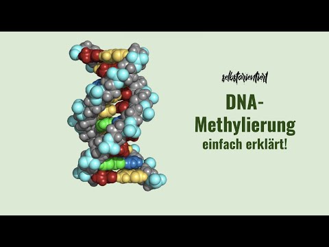 DNA-Methylierung und Bedeutung von CpG-Inseln einfach erklärt - Epigenetik | Imprinting | Genbereich