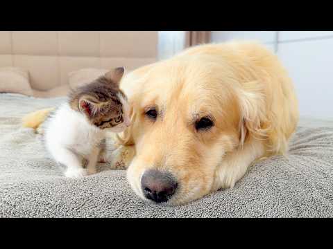 YouTube 썸네일