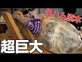 生ハムはダイエットに使えるので生ハムの原木を買っちゃった!!!