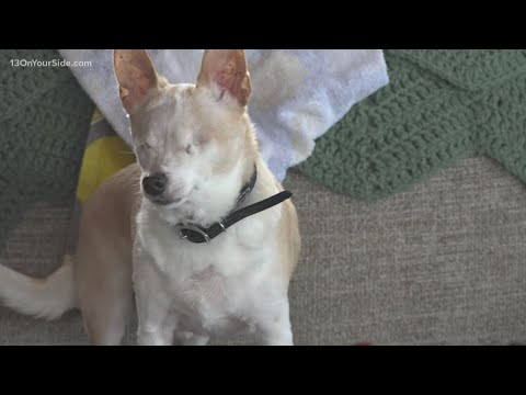 Neglected dogs returned to Ionia County shelter years after being adopted