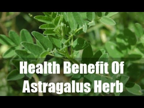 Health and beauty benefits of the chinese herb astragalus