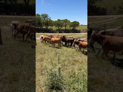 Dia de juntar a boiada, após forte estiagem no Rio Grande do Sul! #pecuarista #gado #gadodeengorda