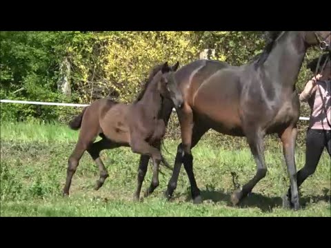 *2020 Stute von Finest - Samarant SOLD!!!