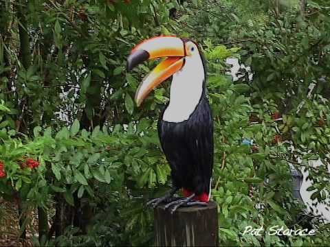 Lady Gaga Bad Romance Singing Toucan Lyrics (in description)