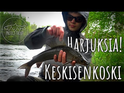 GRAYLING FLYFISHING AT FLOODED RAPIDS